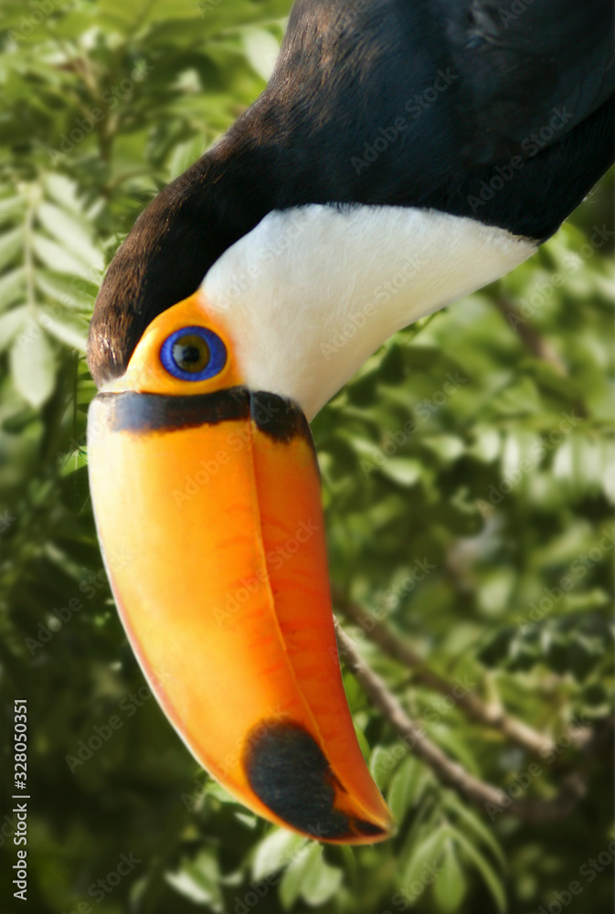 aves típicas do pantanal Sul-Mato-Grossense, Brasil