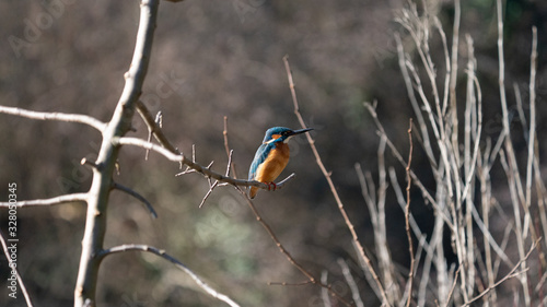 Martin Pescatore a caccia photo