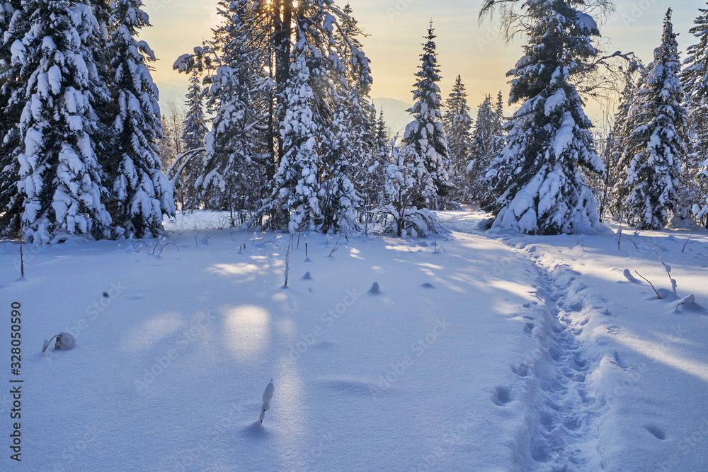Winter forest with snow-covered fir trees high in the mountains. Sunny February day in the spruce forest. The trees are covered with snow to the top of their heads. Winter forest with snow-covered fir trees high in the mountains. Sunny February day in the spruce forest. The trees are covered with snow to the top of their heads.
