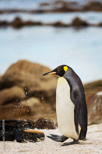 King Penguin kicking up sand in Cape Town  South Africa