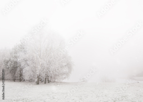 White big tree in park in winter. White snow landscape. © Iryna