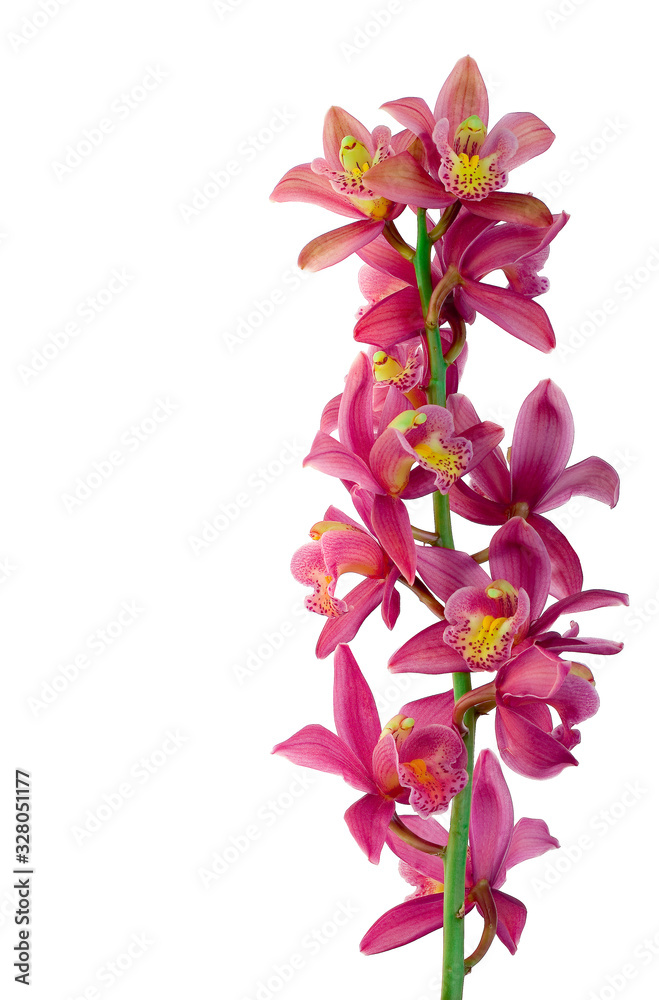 Obraz premium Flores decorativas