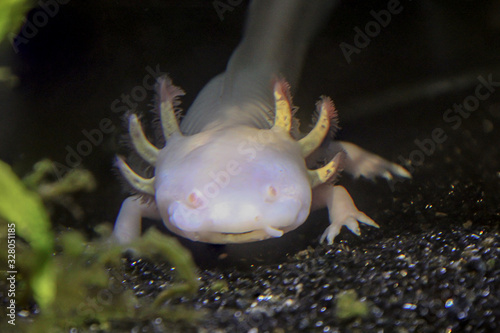 Ein Olm, Grottenolm. Olme sind sehr seltsam aussehende Tiere, Axolotl