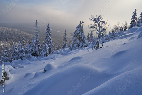 Winter forest with snow-covered fir trees high in the mountains. Sunny February day in the spruce forest. The trees are covered with snow to the top of their heads. © nikolay_alekhin