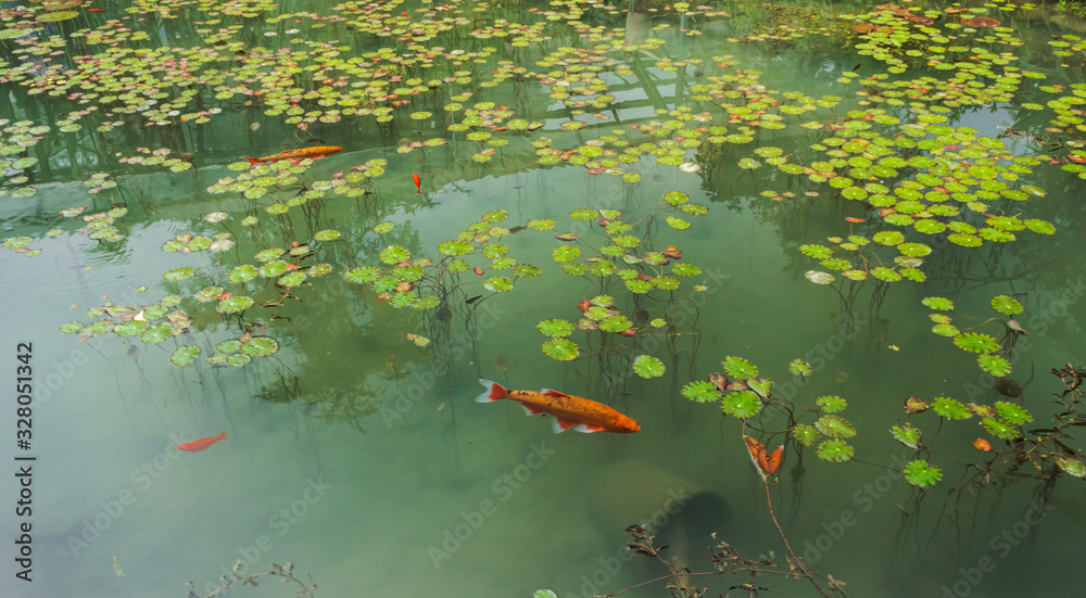 Pond with ornamental fish and water lilies in the Botanical garden. Italy. Muddy water. Soft focus, blurry background. Pond with ornamental fish and water lilies in the Botanical garden. Italy. Muddy water. Soft focus, blurry background.