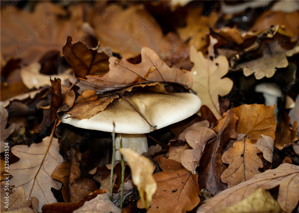 Nahaufnahme von Pilzen im herbstlichen Wald Nahaufnahme von Pilzen im herbstlichen Wald