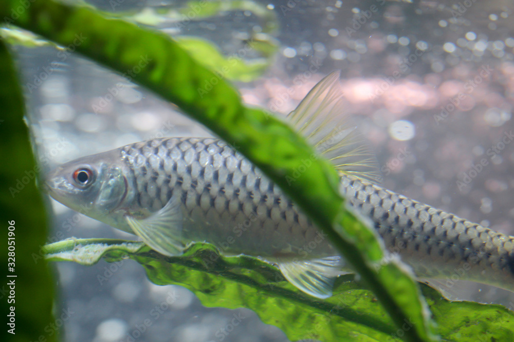ein großer Netzpinselalgenfresser, ein Algenfressender Fisch im