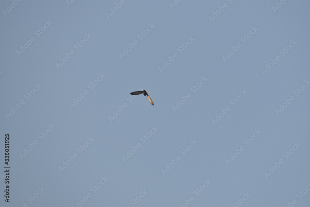 Bird flying through the fog, in the morning, pigeon bird flying in air with the background of sky. Bird flying through the fog, in the morning, pigeon bird flying in air with the background of sky.