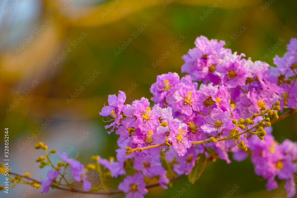 Lagerstroemia loudonii flower or Lagerstroemia floribunda. Lagerstroemia loudonii flower or Lagerstroemia floribunda.