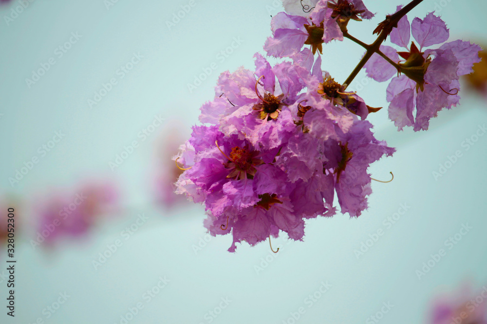 Lagerstroemia loudonii flower or Lagerstroemia floribunda. Photos
