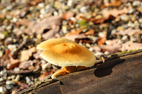 Nahaufnahme von Pilzen im herbstlichen Wald photo