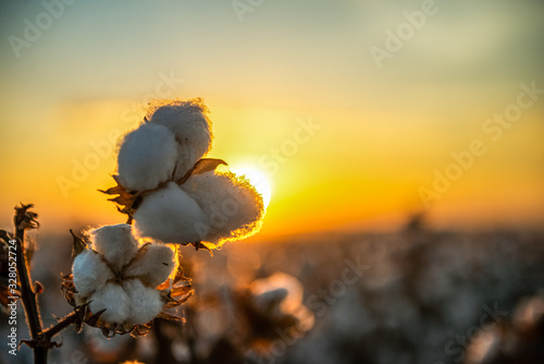 Agriculture - Beautiful, perfect cotton capsules with blue sky, sunset, high productivity - Agribusiness photo