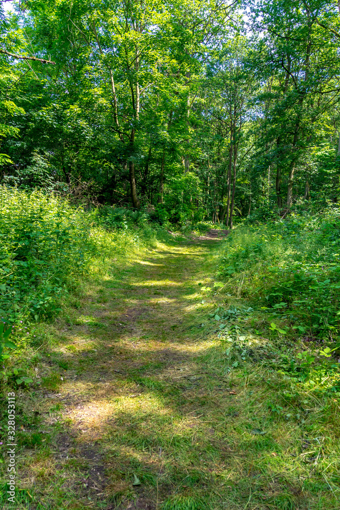 Hiking path through a meadow to the forest Hiking path through a meadow to the forest