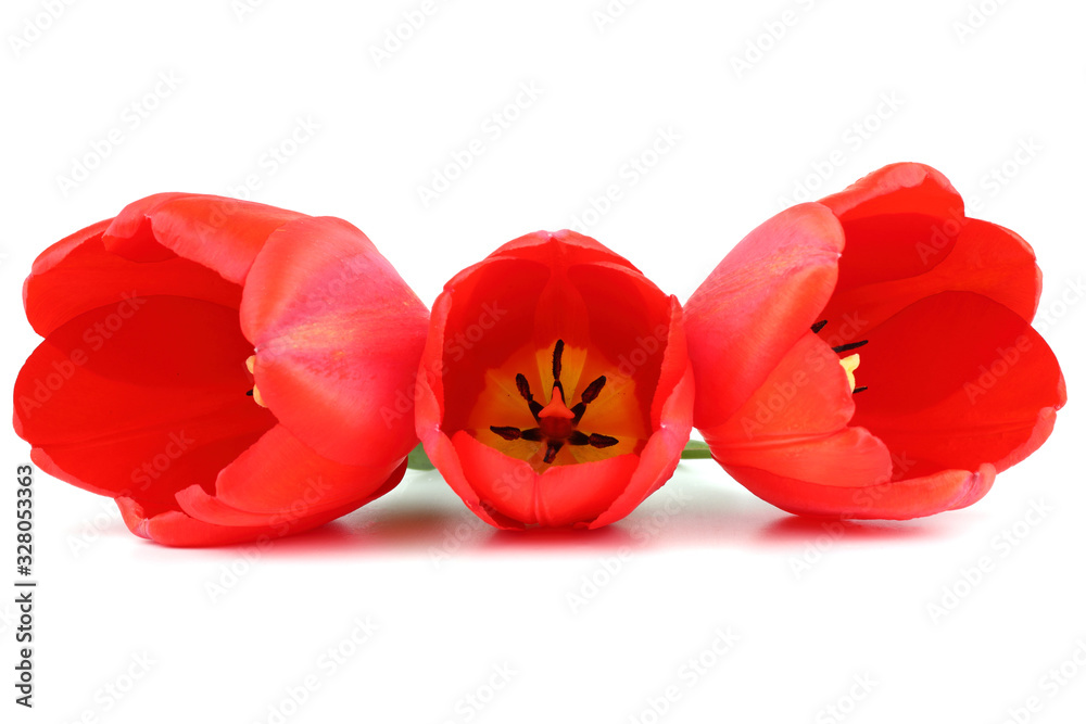 Red tulips Red tulips