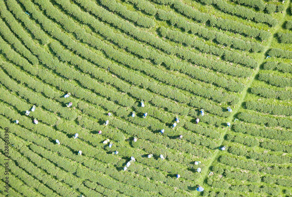 Aerial View Above Farmers Working And Harvesting Green Tea Farm