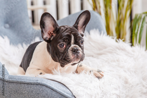 French bulldog puppy sitting on the couch, looking at the camera, Studio © Olesya Pogosskaya