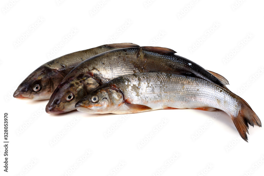 Rudd fishes Rudd fishes