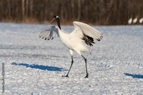 Red crowned crane