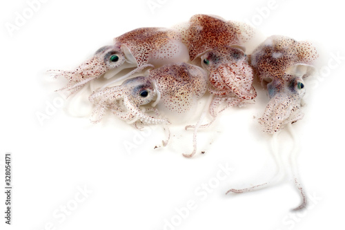 Fototapeta Naklejka Na Ścianę i Meble -  Little cuttlefishes