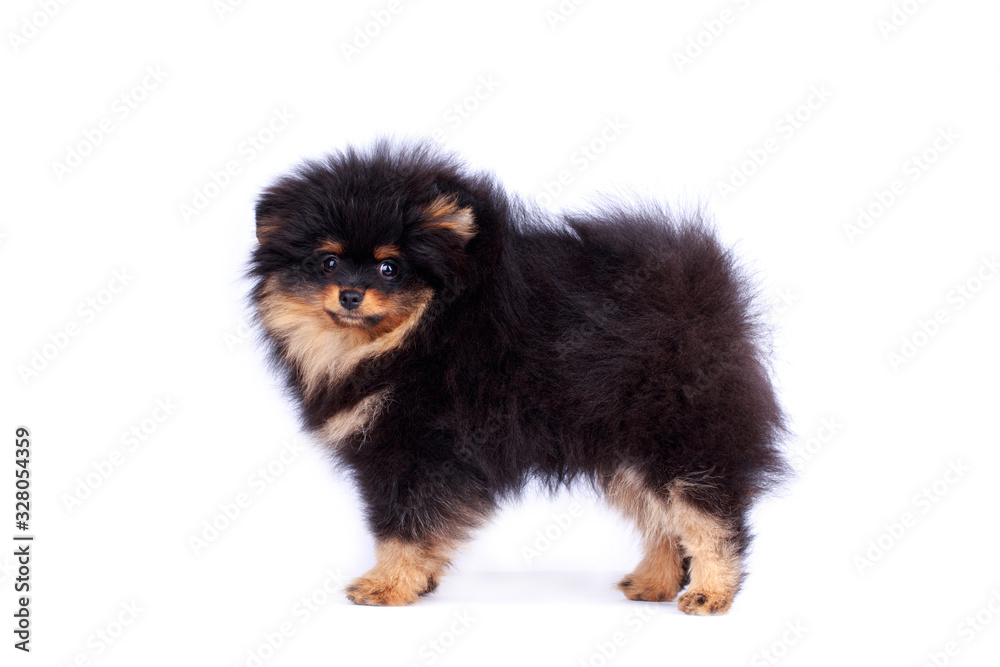 Dog breed pomeranian spitz Dog breed pomeranian spitz