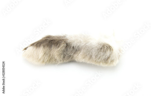 A real hare paw of gray-white color. Talisman for good luck. Rabbit hind paw on white isolated background. Symbol of wealth and prosperity