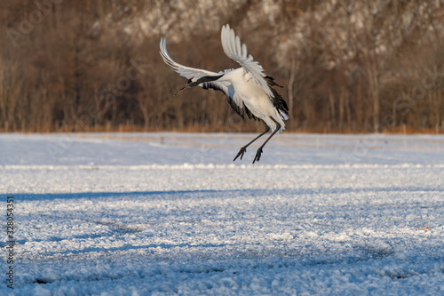 Red crowned crane