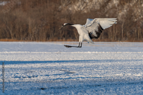 Red crowned crane
