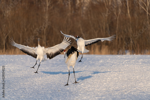 Red crowned crane