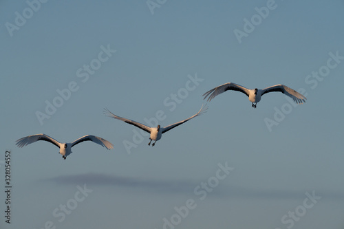 Red crowned crane