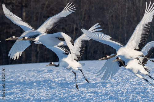 Red crowned crane