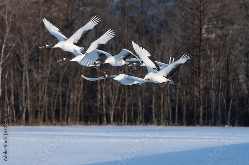 Red crowned crane