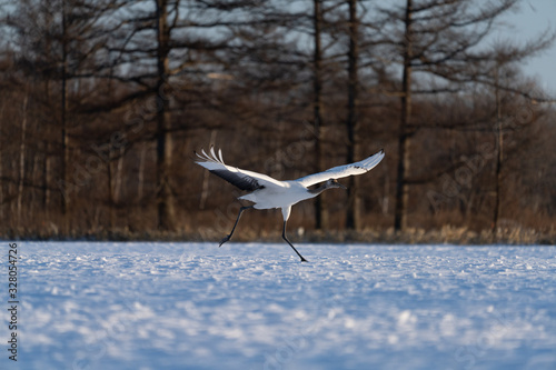 Red crowned crane