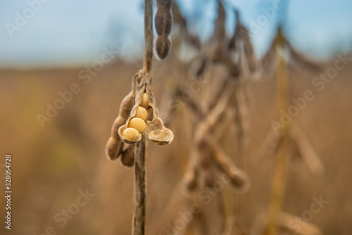 Agriculture - Soy Harvest, Selected Soybean Seed, High Productivity - Agribusiness © Lourenço Furtado