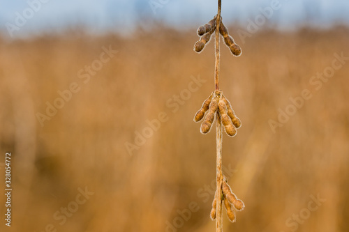Agriculture - high yield soybean crop - details, soybean seed macro - mature soybean pod - Agribusiness © Lourenço Furtado