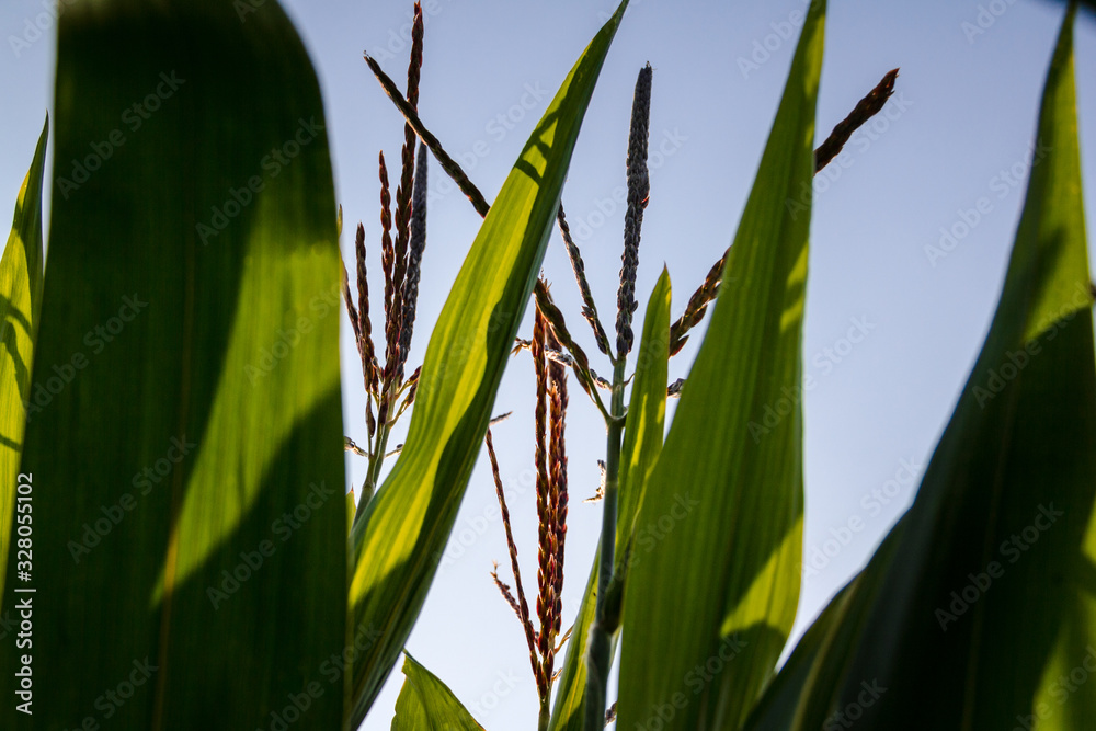 Fototapeta premium sprouts of corn close-up