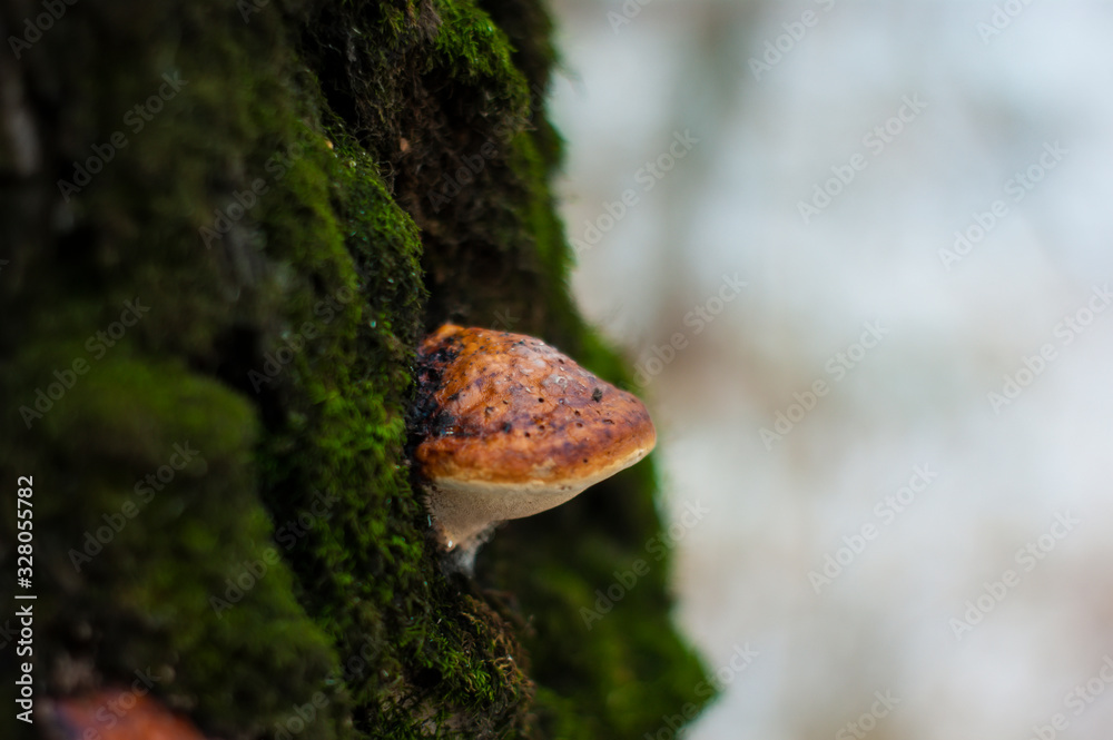 Fototapeta premium mushroom grew on a birch tree in winter, Moscow