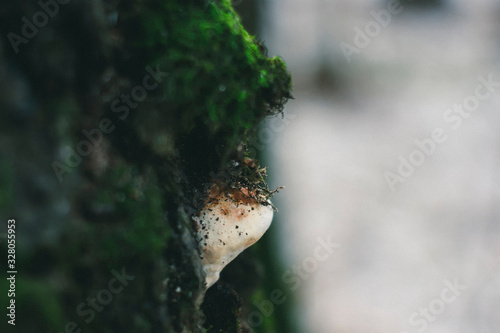 mushroom grew on a birch tree in winter, Moscow