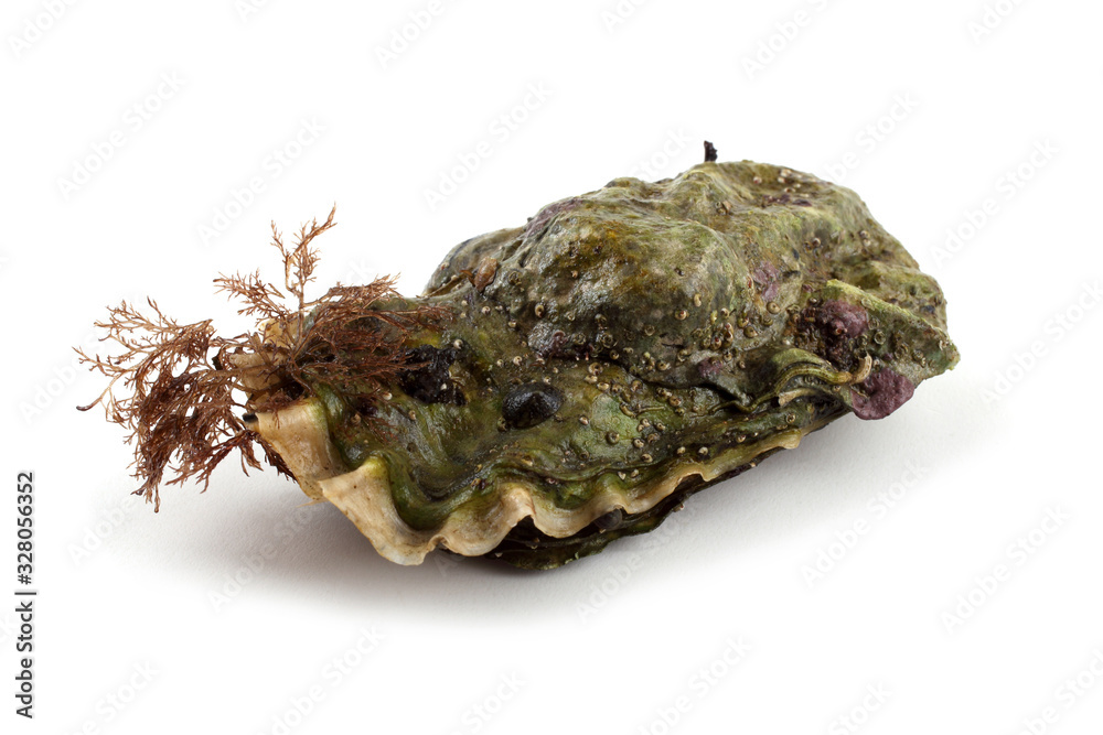 Oyster Oyster
