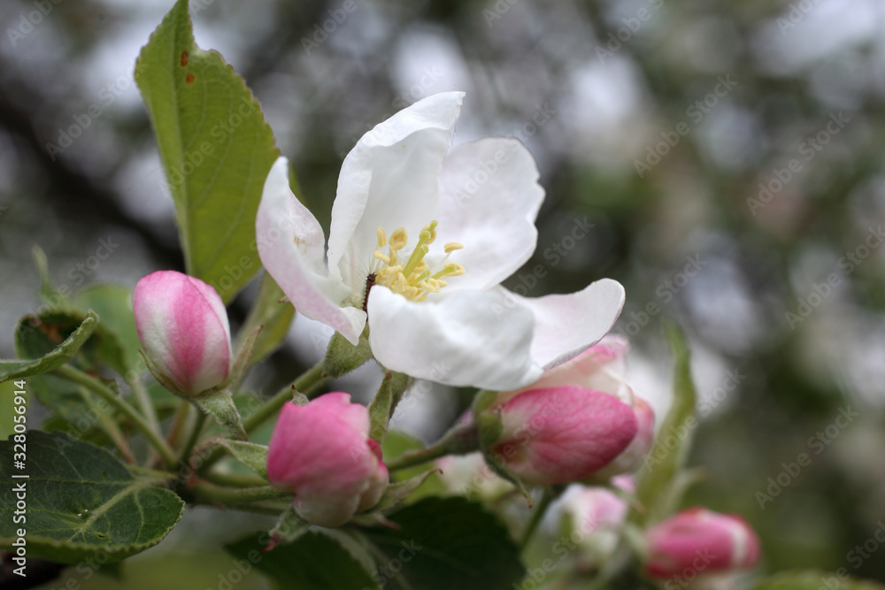 Apple flower and buds