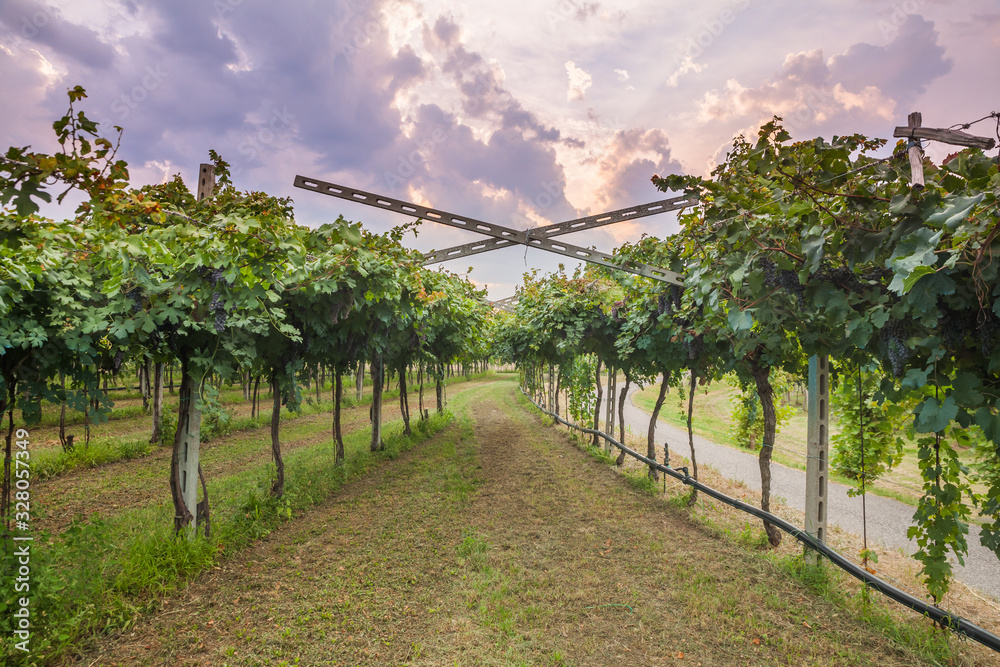 Naklejka premium grape harvest Italy