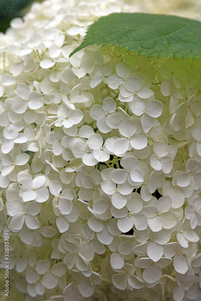 Closeup of a white hydrangea flower Closeup of a white hydrangea flower