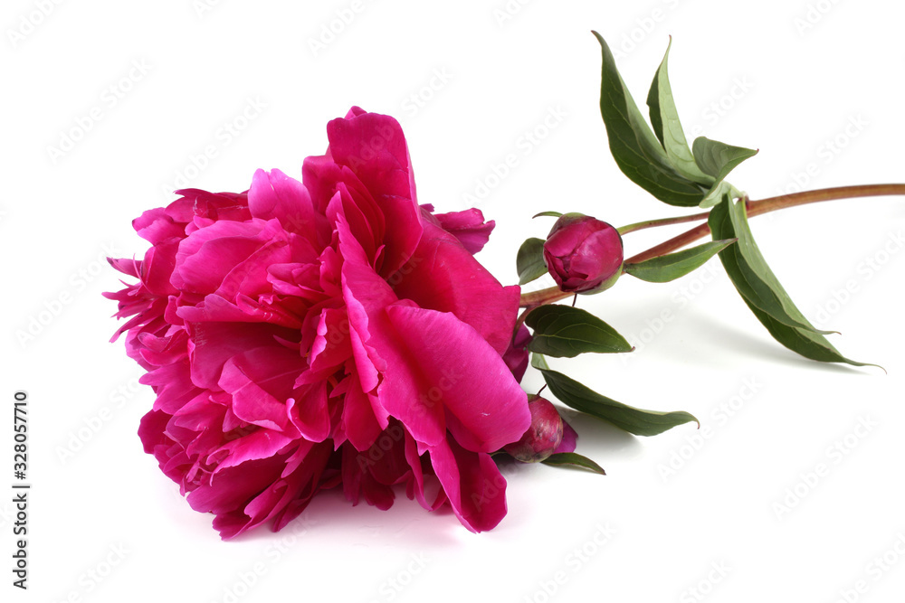 Red peony flower Red peony flower