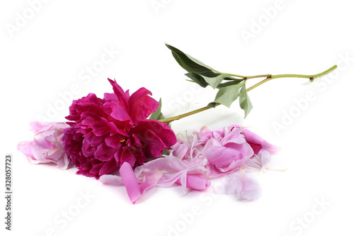 Fototapeta Naklejka Na Ścianę i Meble -  Peony and petals