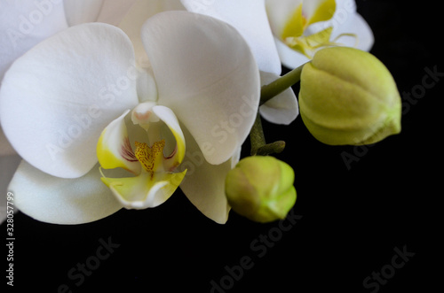 white orchid