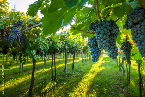 grape harvest Italy photo