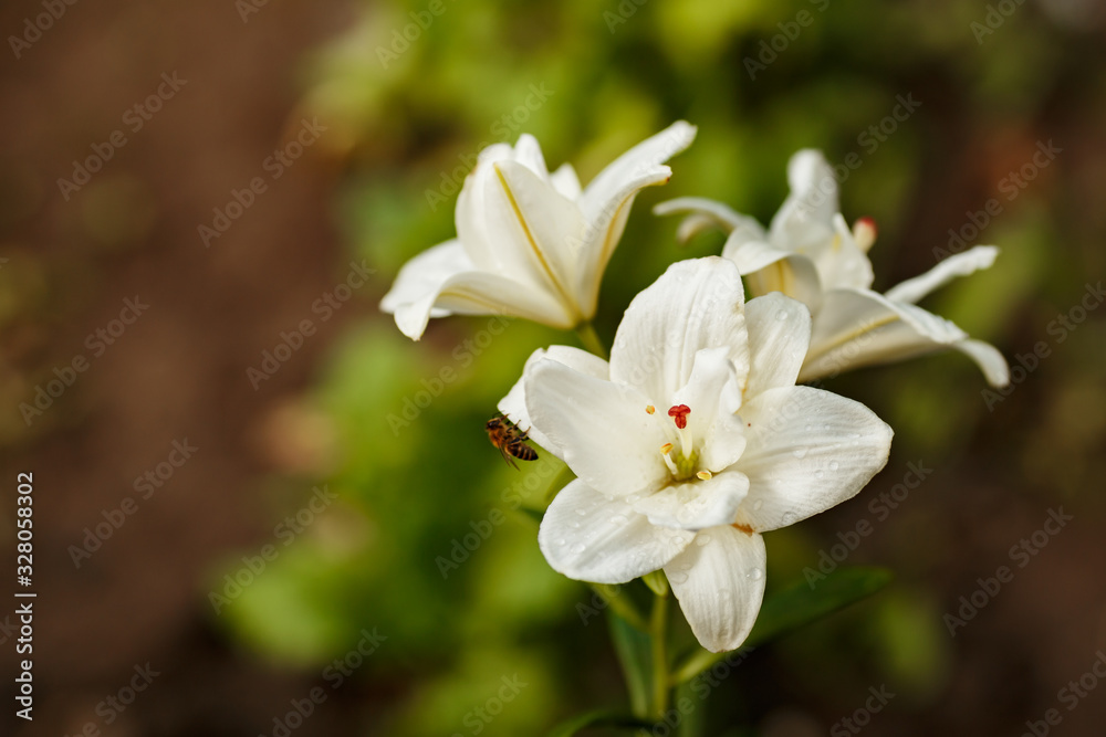White lilies blossomed in the spring garden on Women's Day White lilies blossomed in the spring garden on Women's Day