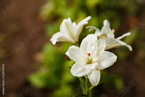 White lilies blossomed in the spring garden on Women's Day © Parfenova