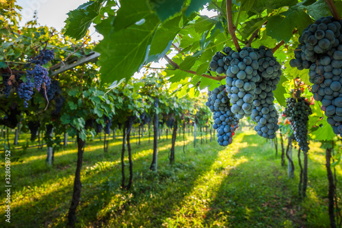 grape harvest Italy