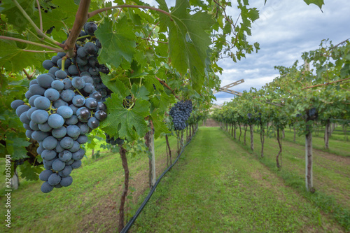 grape harvest Italy