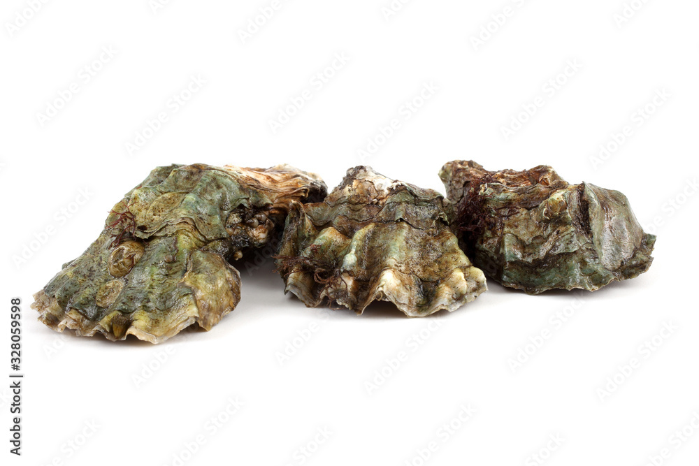 Oysters Oysters